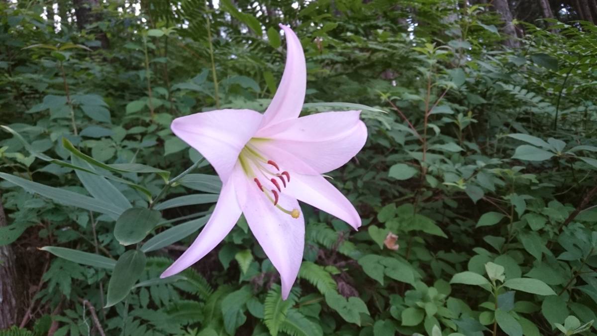 能登ササユリ　開花球2個セット_8