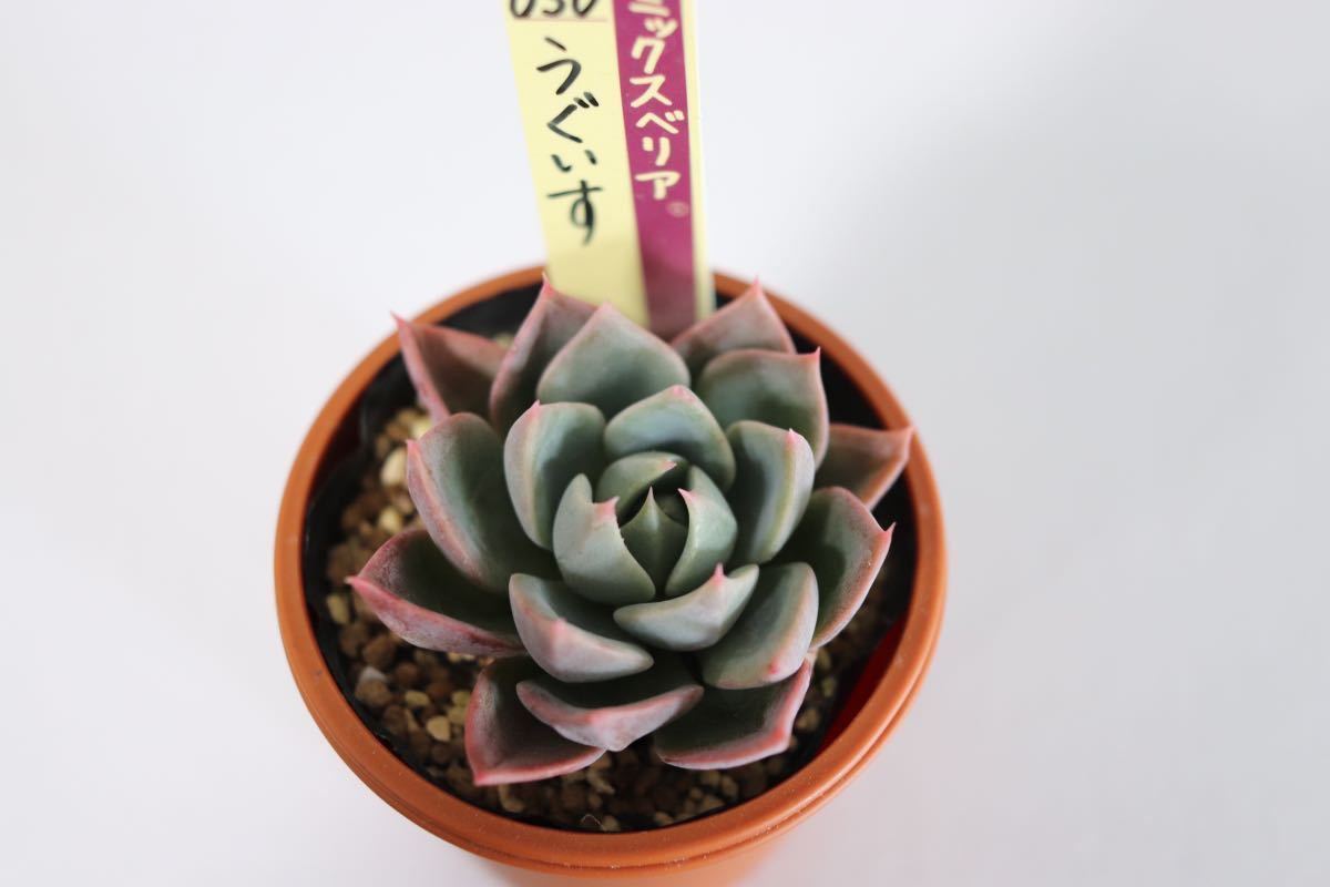 ミックスベリア 多肉植物 成長記録 青札ルブラ×ざわわ 2026年最新お 