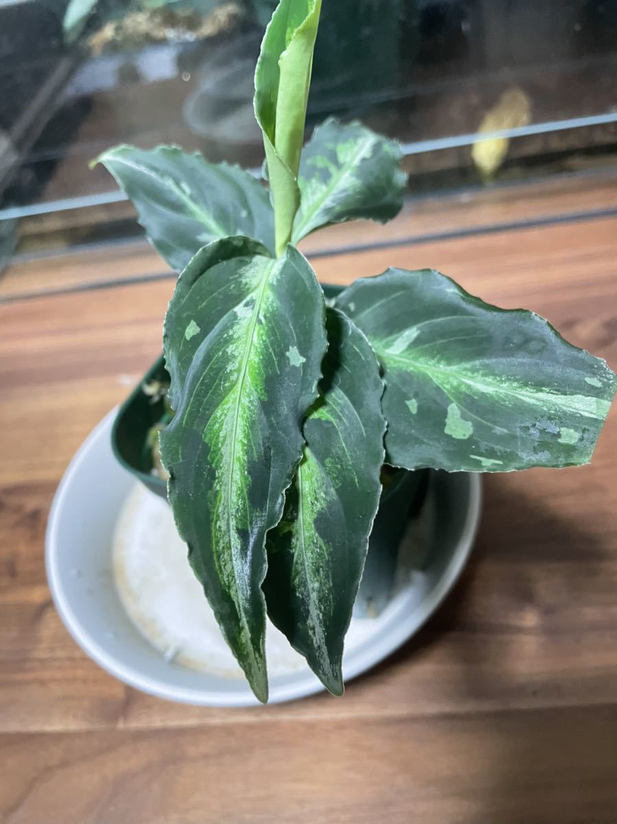 TB便 ネームド]アグラオネマ ピクタムAglaonema pictum GW1908 