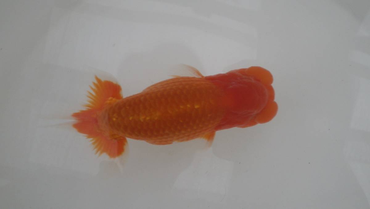 蘭DeBoo * ７４ー当歳魚 会魚 |