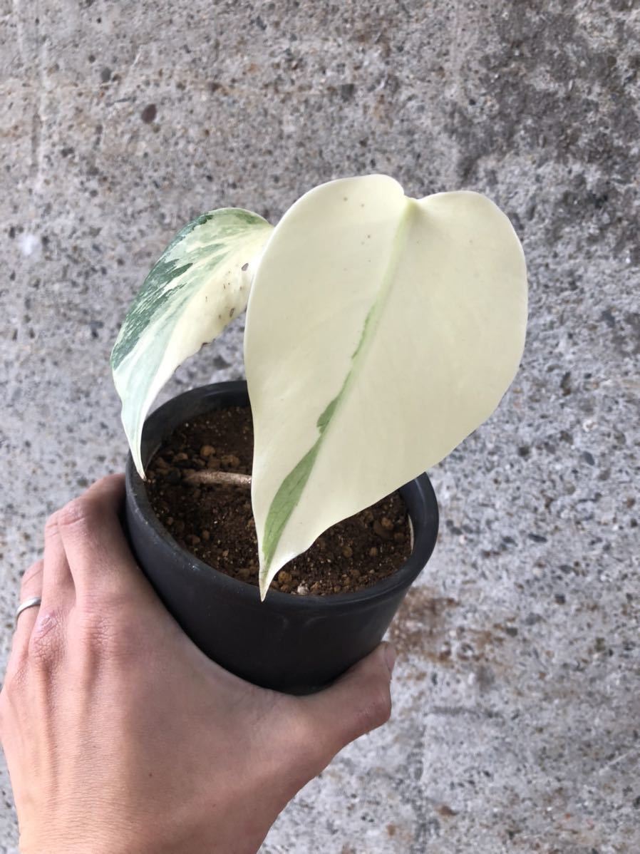 フルムーン！】モンステラ ボルシギアナ 斑入り／monstera deliciosa