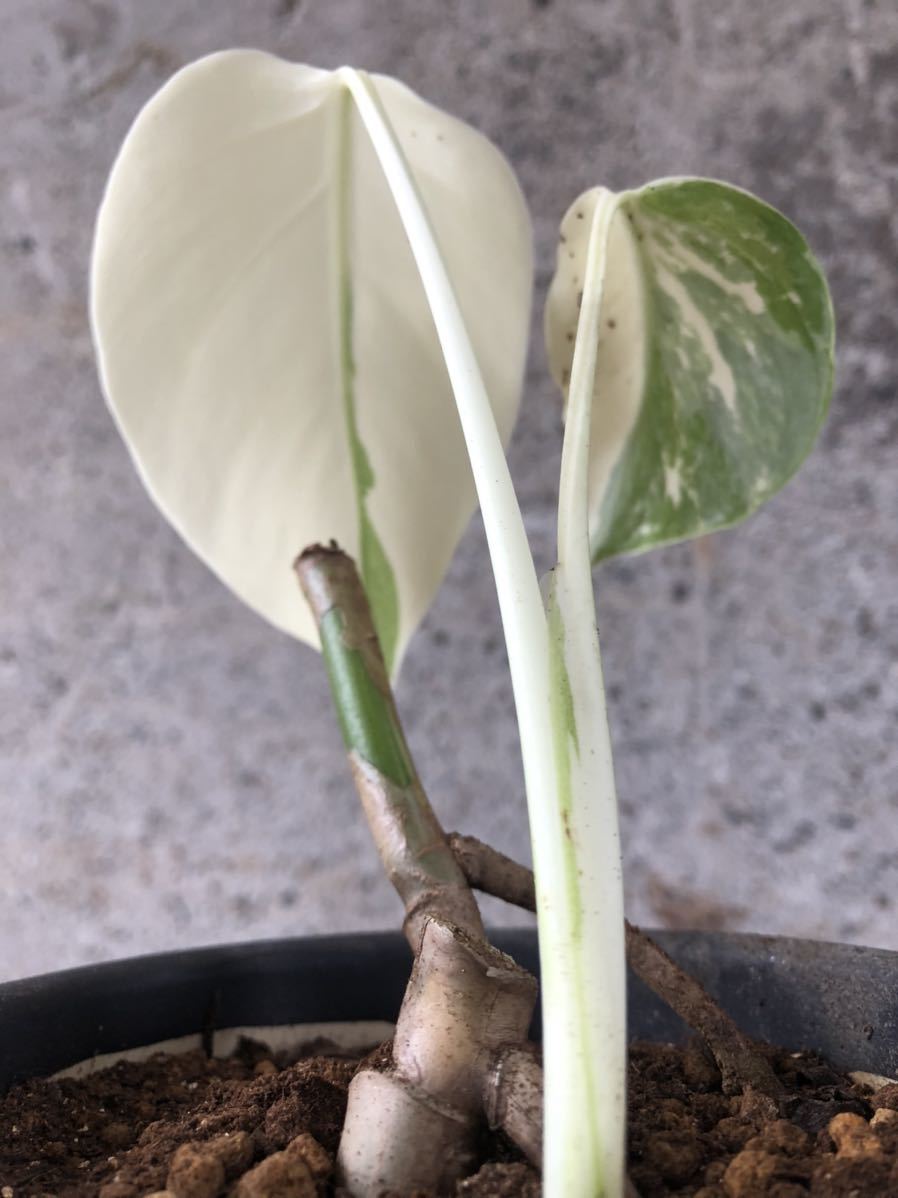 フルムーン！】モンステラ ボルシギアナ 斑入り／monstera deliciosa