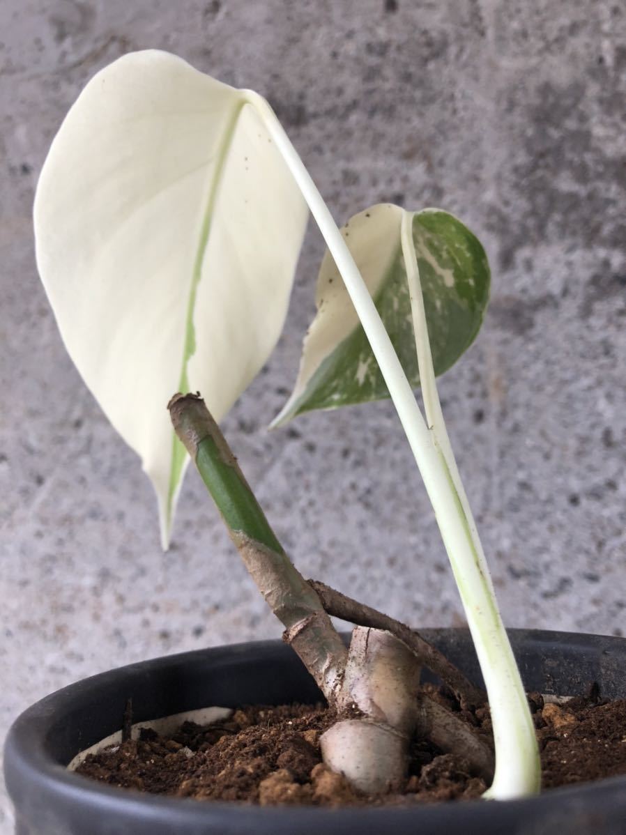 フルムーン！】モンステラ ボルシギアナ 斑入り／monstera deliciosa