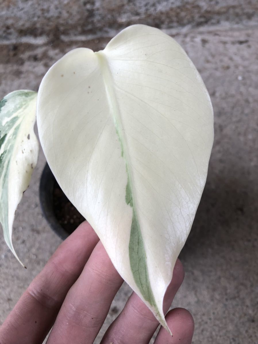 フルムーン！】モンステラ ボルシギアナ 斑入り／monstera deliciosa