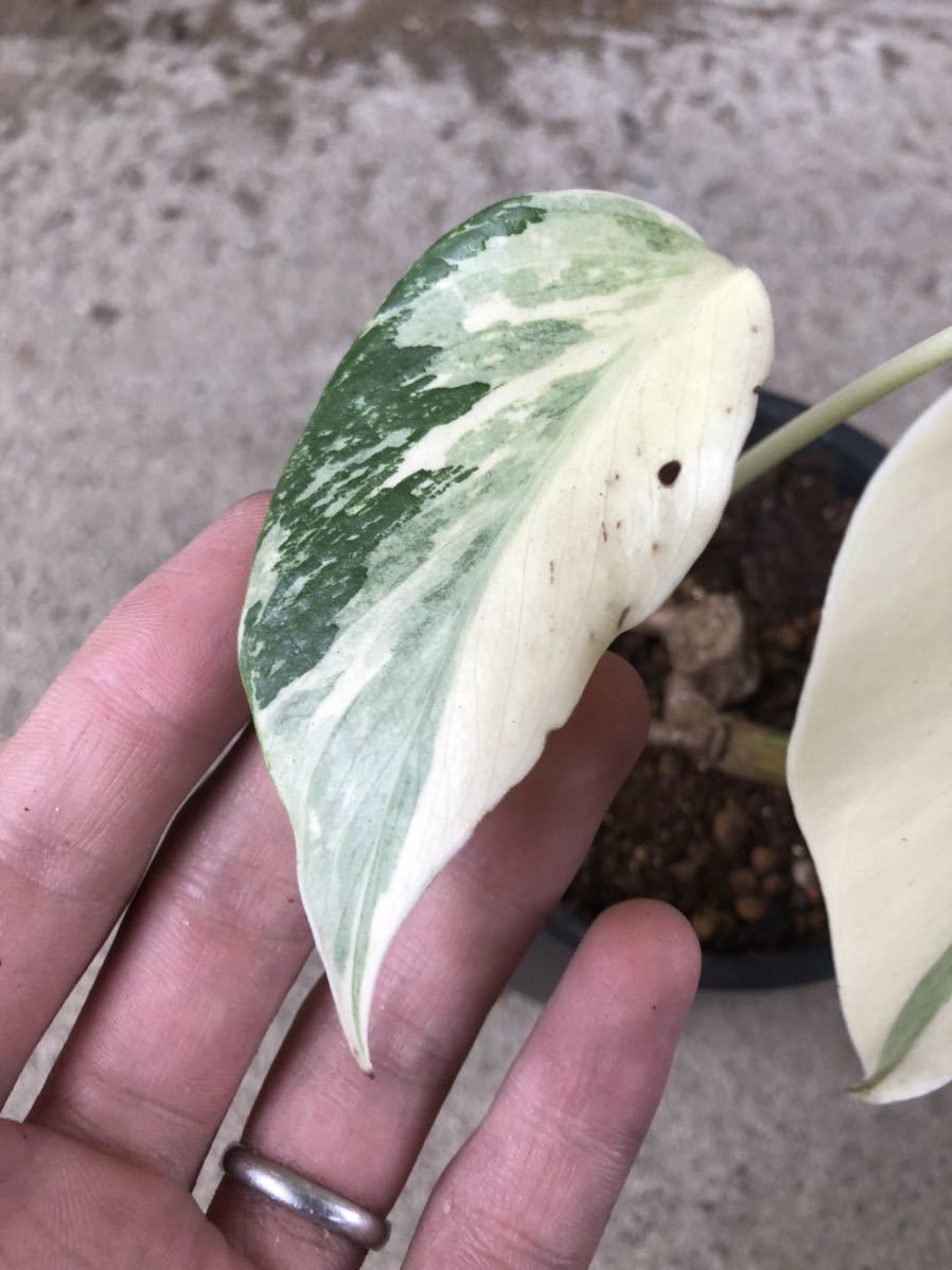 フルムーン！】モンステラ ボルシギアナ 斑入り／monstera deliciosa