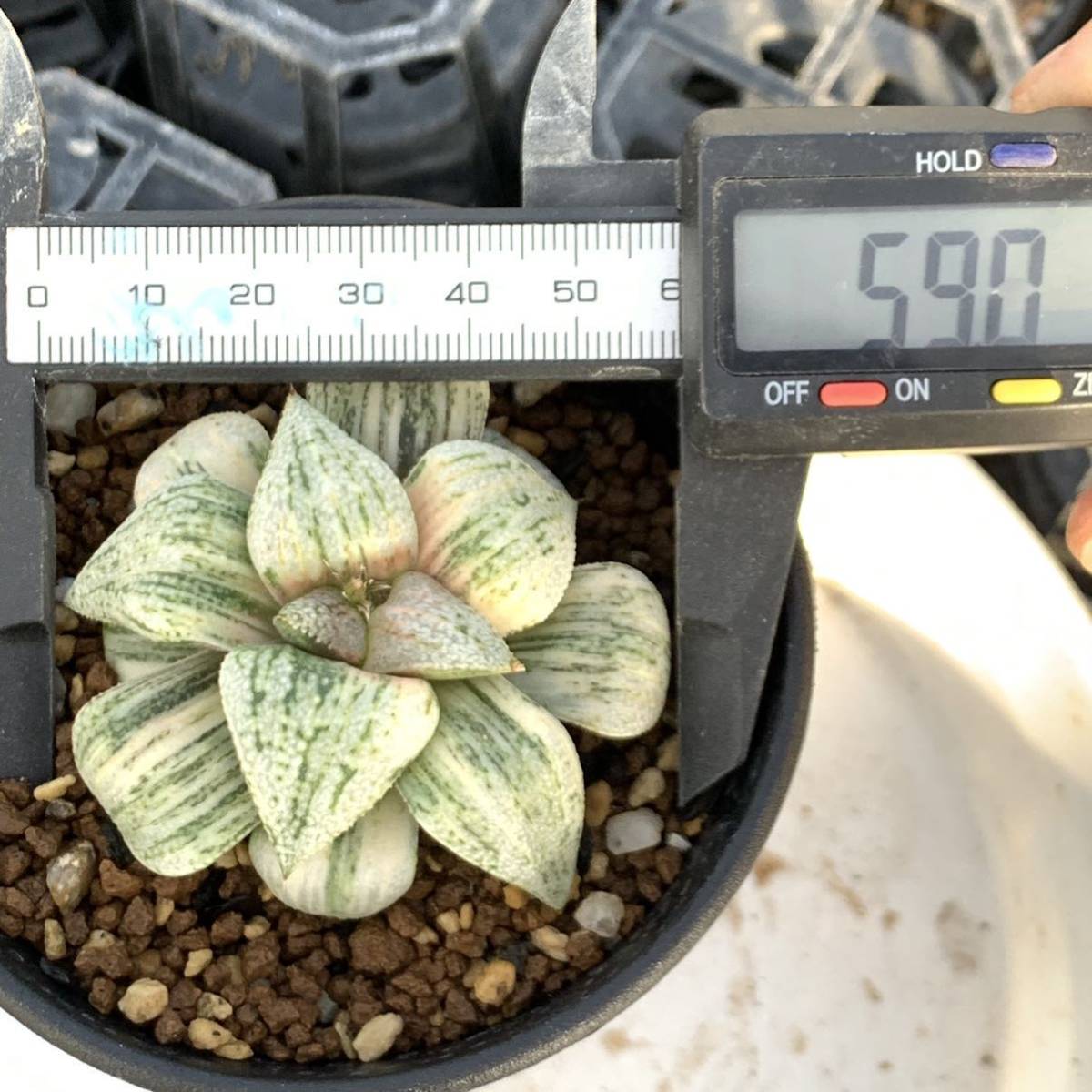 人気SALE，大人気 ハオルチア ピクタ錦 特白タイプ