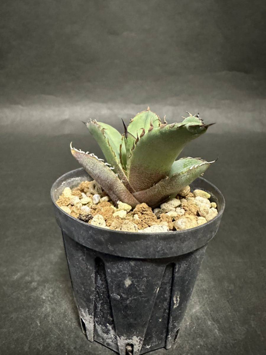 agave titanota dwarf アガベ チタノタ ドワーフ 姫厳龍 ②