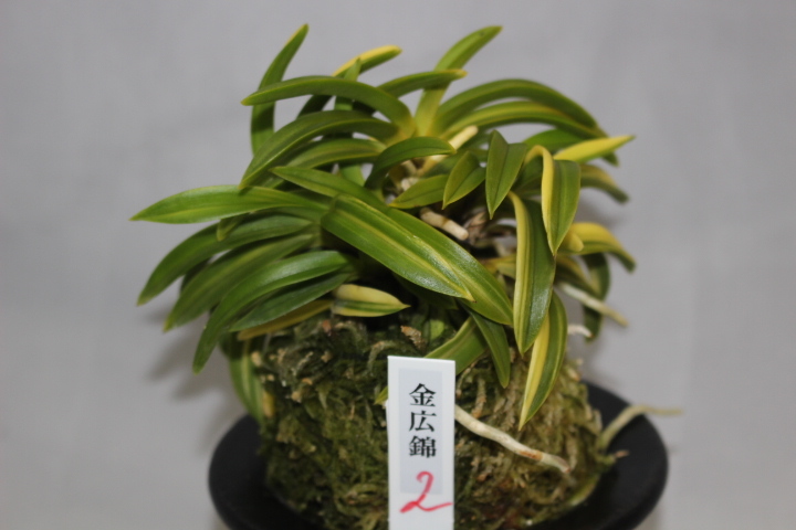 【数量限定，送料無料】 金広錦 小型 葉幅広 株立 ２ 富貴蘭 フウラン 山野草 長生蘭 東洋蘭(ラン)｜売買されたオークション情報、yahooの商品情報をアーカイブ公開 - オークファン ラン