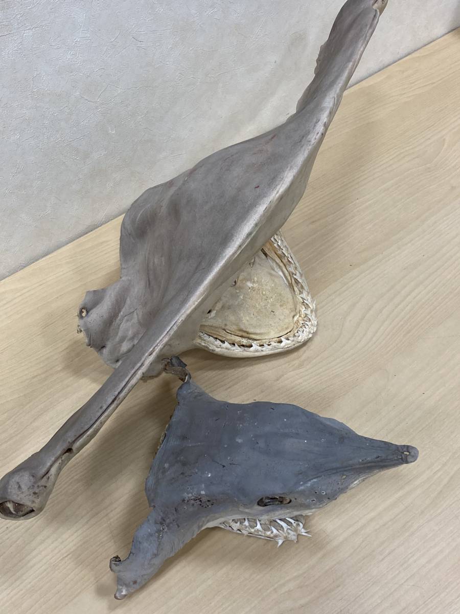 1円～ サメ 標本 剥製 素材 深海魚 海水魚 シュモクザメ 頭部のみ 2点