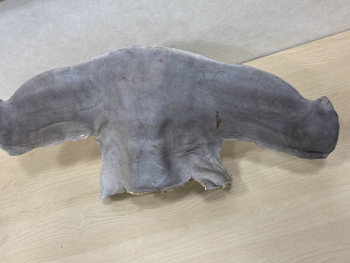1円～ サメ 標本 剥製 素材 深海魚 海水魚 シュモクザメ 頭部のみ 2点