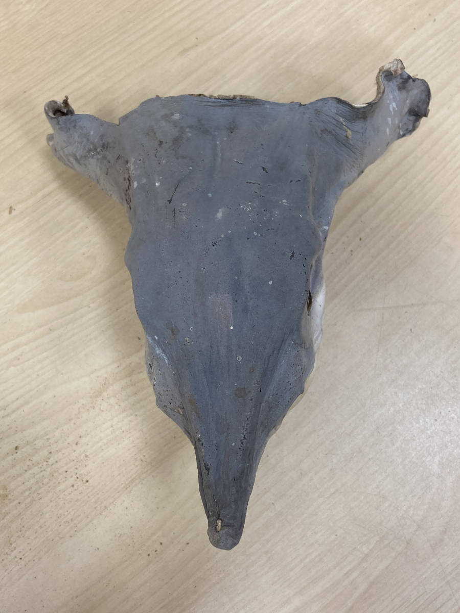 1円～ サメ 標本 剥製 素材 深海魚 海水魚 シュモクザメ 頭部のみ 2点