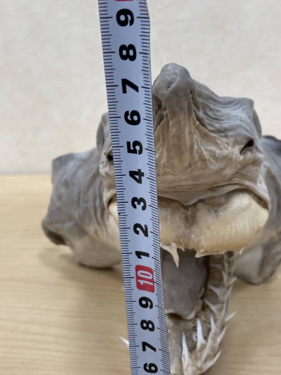 1円～ サメ 標本 剥製 素材 深海魚 海水魚 シュモクザメ 頭部のみ 2点