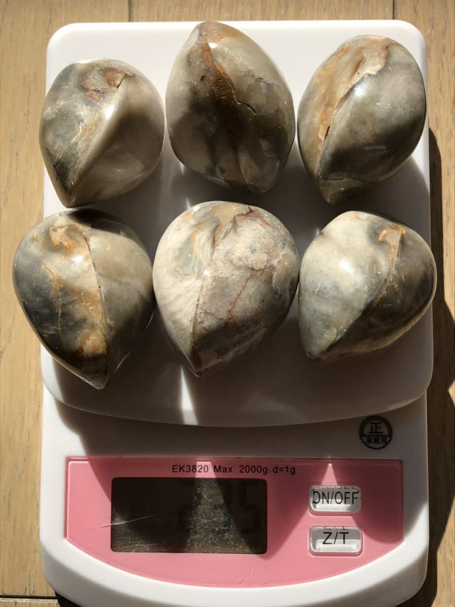 マダガスカル産 二枚貝の化石10個セットおまけ付、格安 433g、5.3cm 
