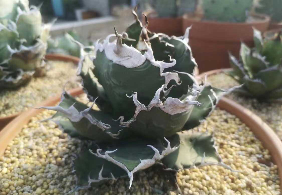 agave-isthmensis-kabutogani-v0-xoga76z07n4h1