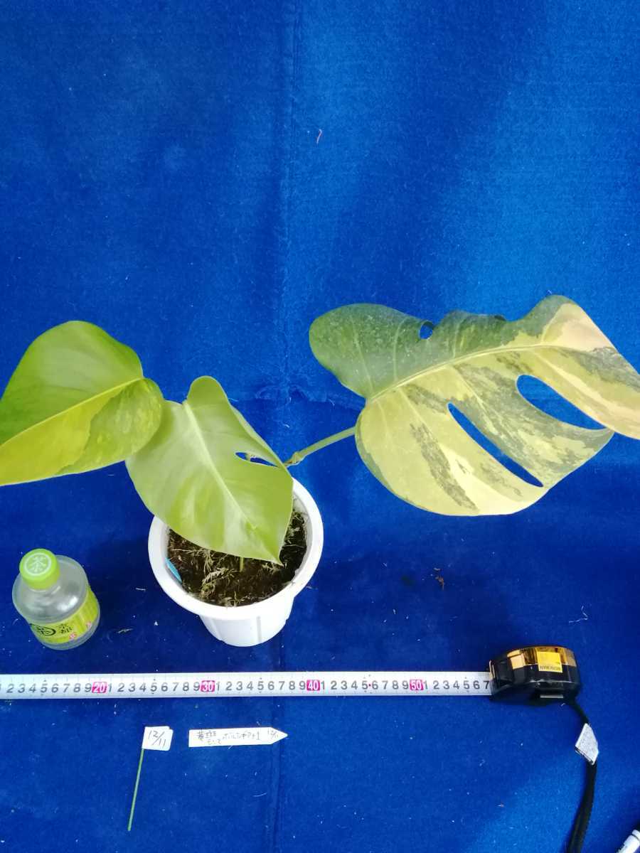 モンステラ 斑入り ボルシギアナ 5号鉢植え 0 園芸ネット本店