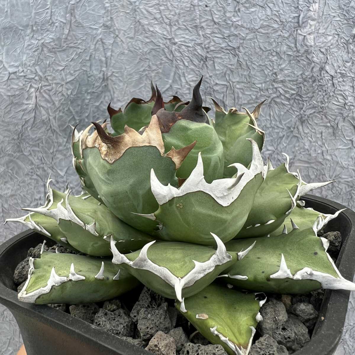 l1038570874.1