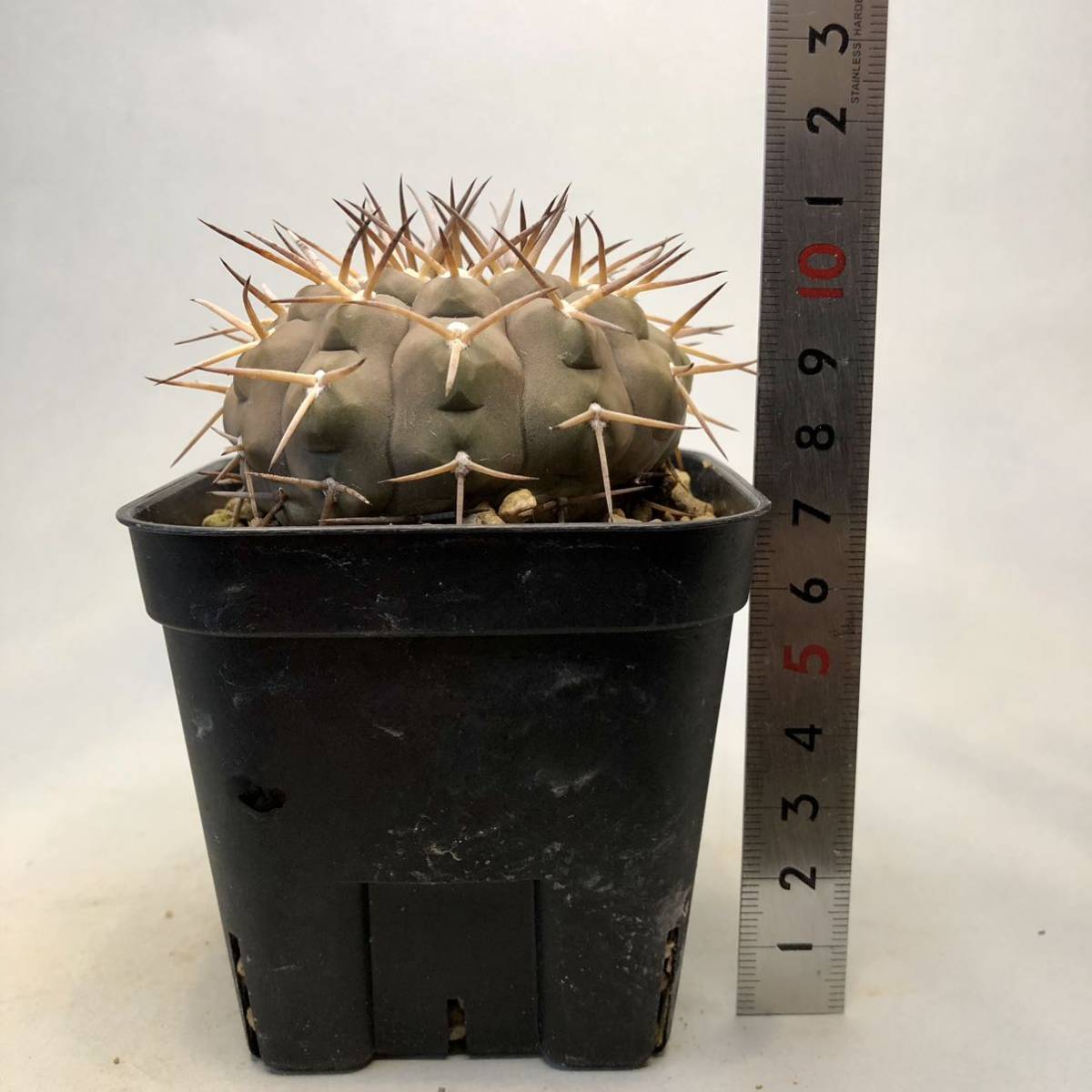 武勲丸 ギムノカリキウム バリスピナム Gymnocalycium サボテン 多肉