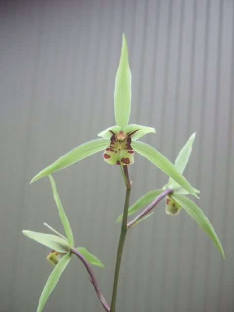  寒蘭 幅広大舌特上花 舌幅１，５ｃｍ 検索 春蘭 野生蘭 山野草 東洋蘭(ラン)｜売買されたオークション情報、yahooの商品情報をアーカイブ公開 - オークファン ラン