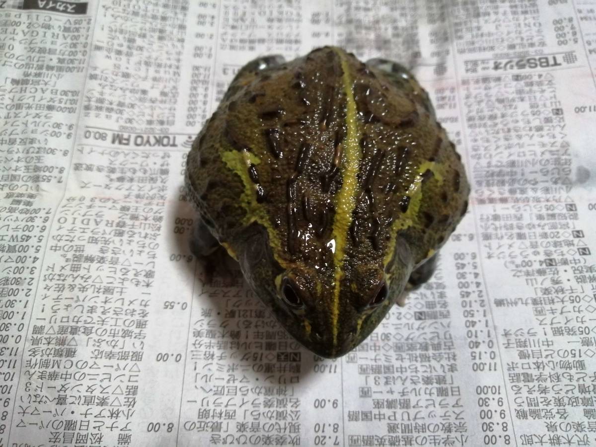 安価 アフリカウシガエル10cm(カエル)｜売買されたオークション情報