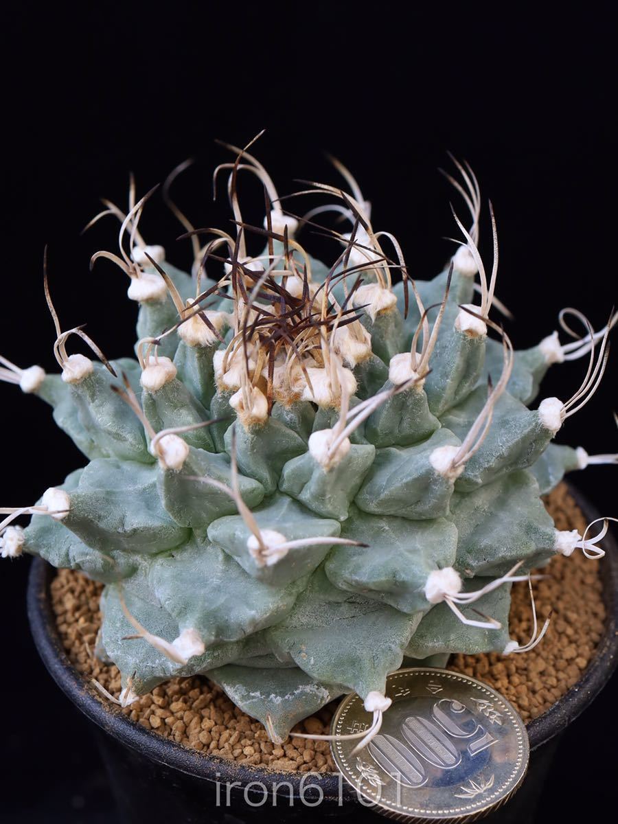 アロンソイ 大疣 実生 7 大疣アロンソイ 実生 サボテン 多肉植物/帝冠