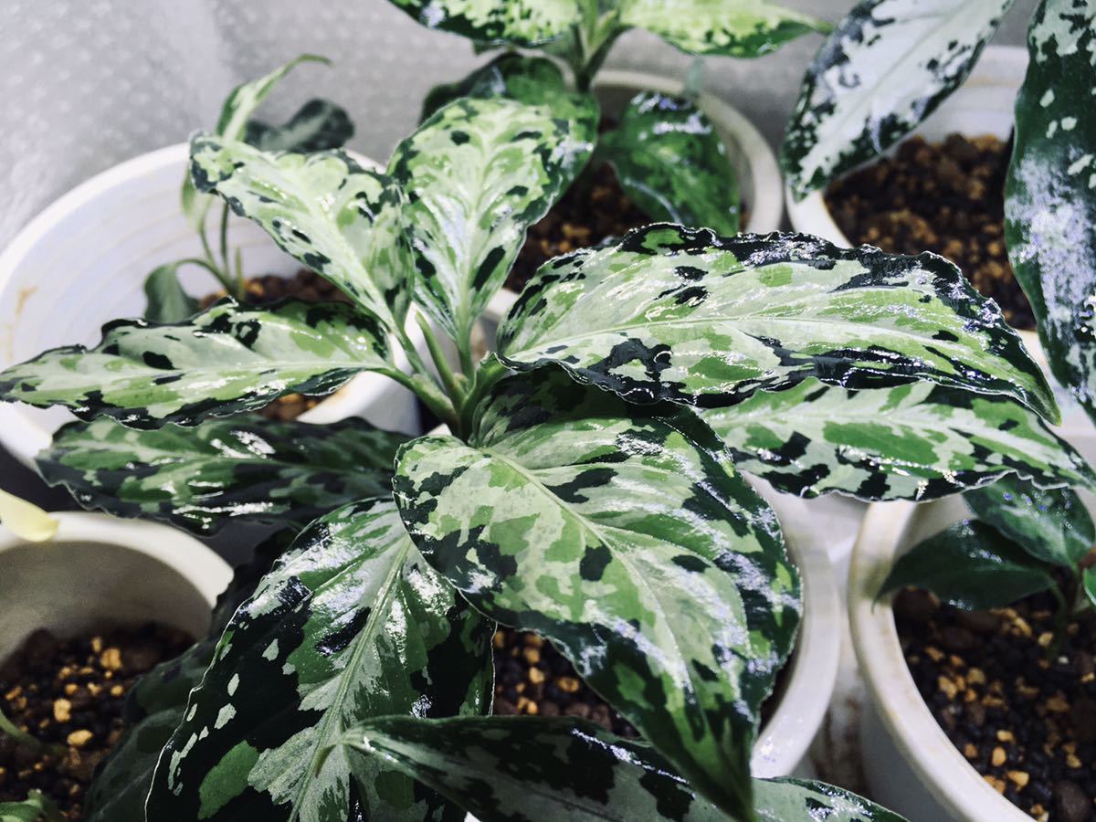 子株 AZ便ネームド:Aglaonema pictum”Laplace”UC from sibolga 子株 AZ便ネームド:Aglaonema pictum”Laplace”UC from sibolga