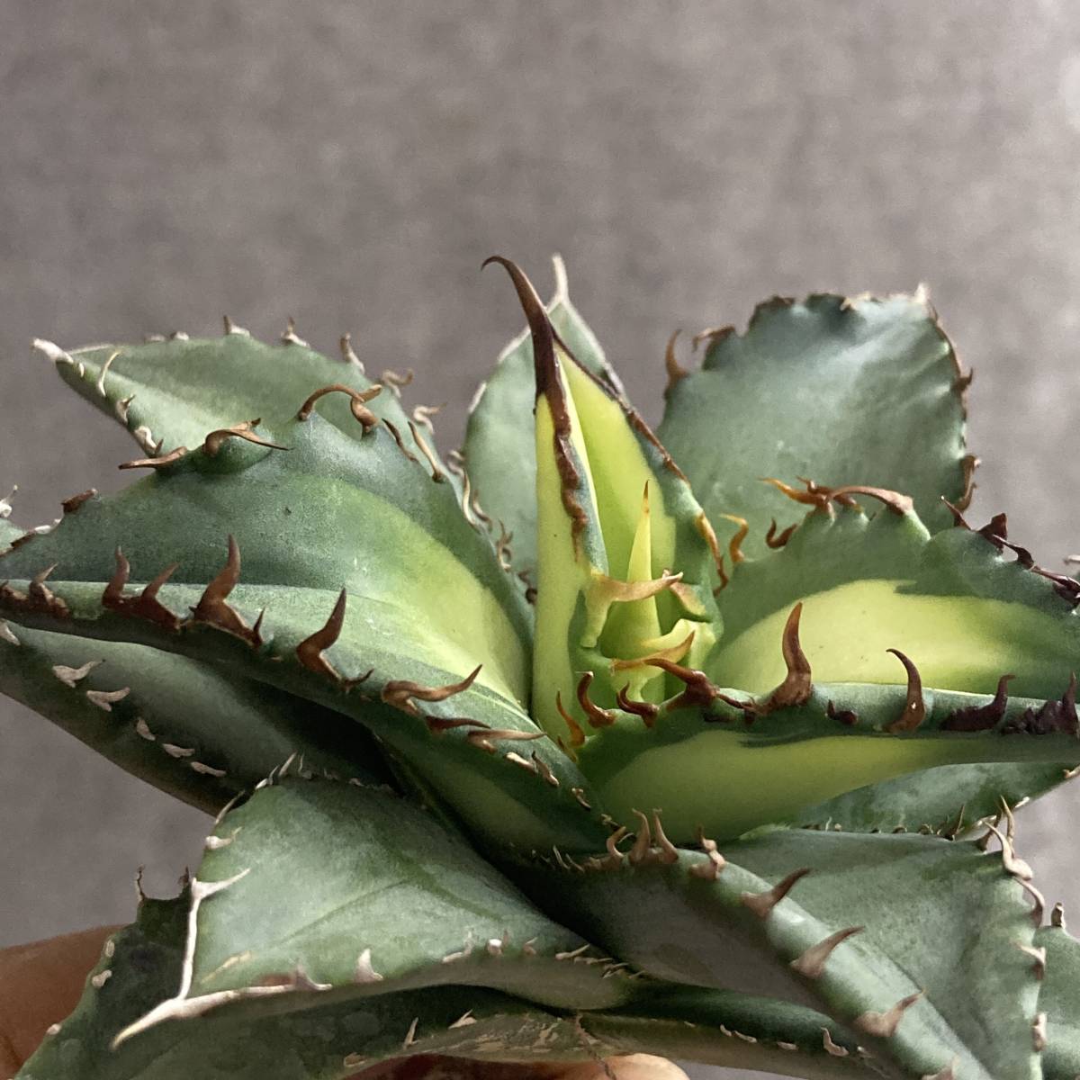 R121-14 特選 アガベ 多肉植物 チタノタ 狂刺夕映 日蝕 強棘 極上株 包葉