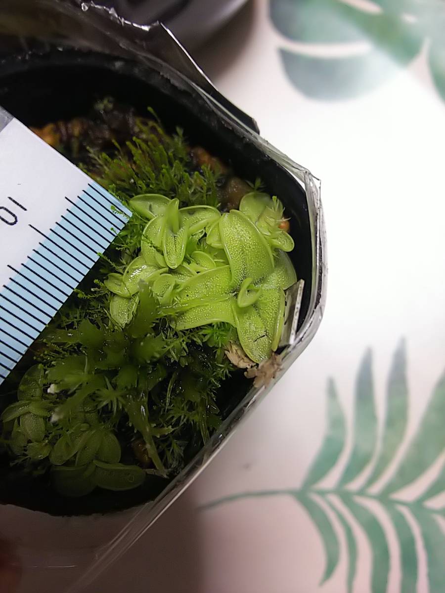 赤字超特価，セール 食虫植物 ピンギキュラ プミラ黄花(その他)｜売買されたオークション情報、yahooの商品情報をアーカイブ公開 - オークファン その他