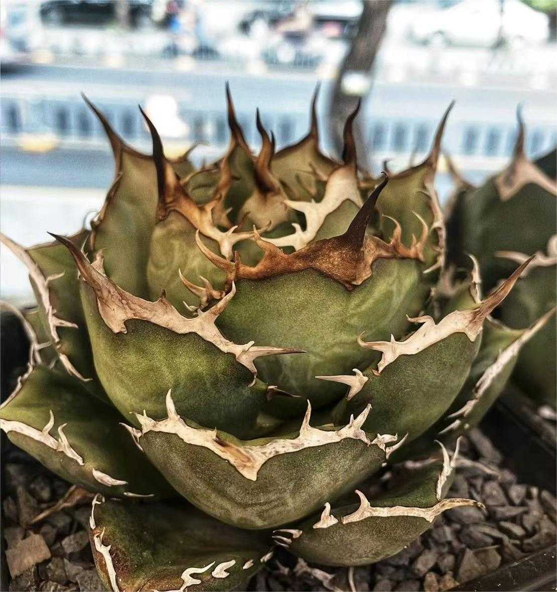 H13 激レア高級品種 アガベ チタノタ ウルヴァリン agave 金剛狼 陽炎