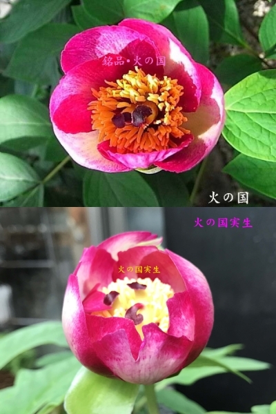 ♪ 山野草：ヤマシャクヤク 山野草 『銘品・火の国 3年生-2』 山野草