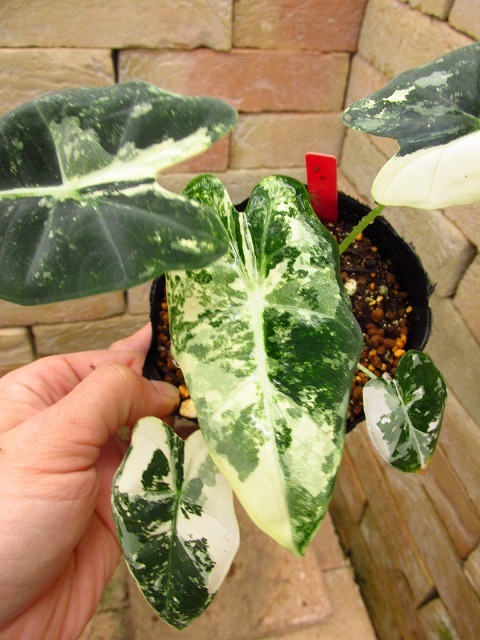 NO.0143 斑入り 古典 白斑入クワズイモ 特 2ヶセット 観葉植物