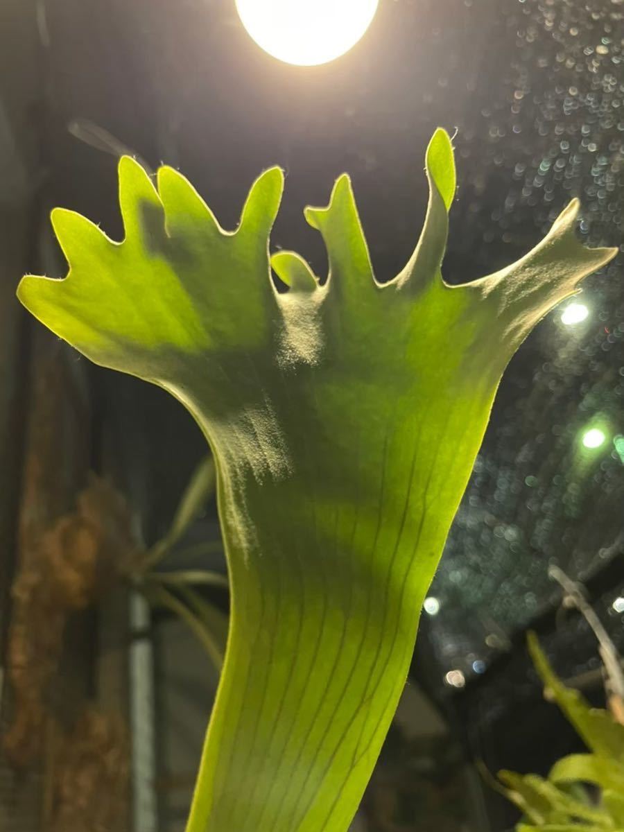 P.MeraMera（メラメラ）