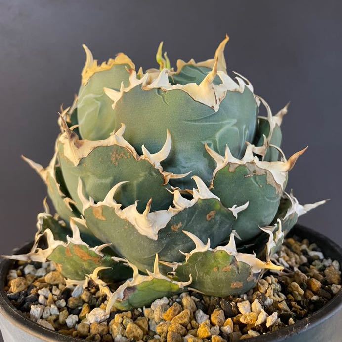 アガベ チタノタ 白鯨 大株