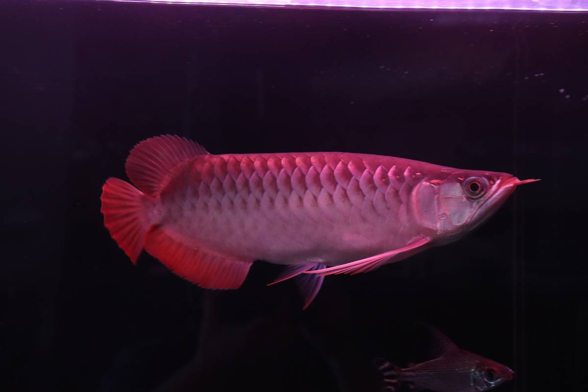 aquaprogress 真紅コンプリートレッドSSS　ラスト１匹！！