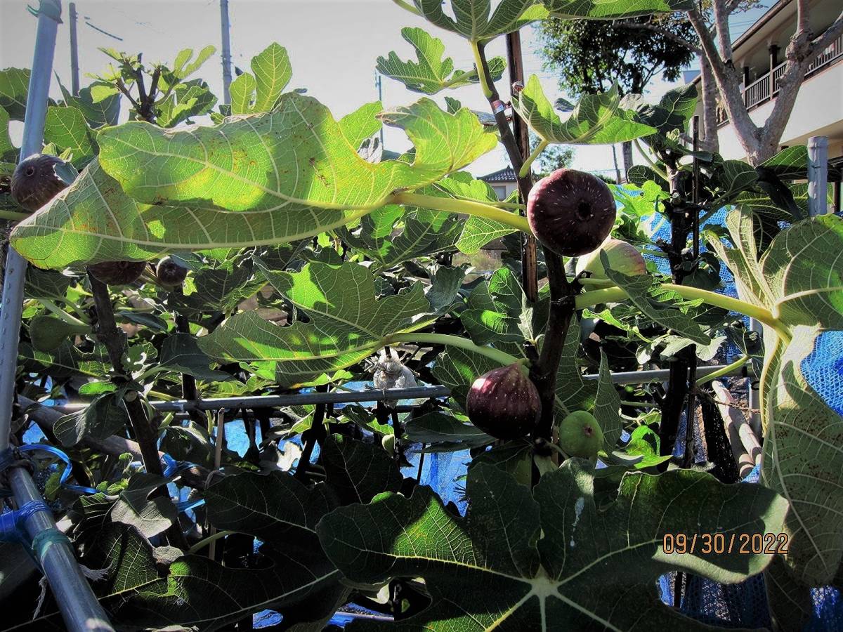 Madeira Island Black苗 イチジク苗 いちじく苗 おおきく