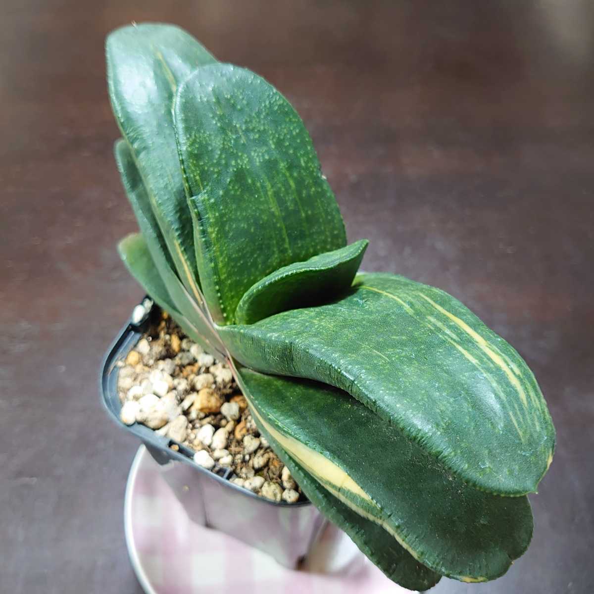 美種　特大　ガステリア　恐竜錦　鉢ごと送料込み ガステリア 恐竜錦 多肉植物 ガステリア 恐竜錦 特大株