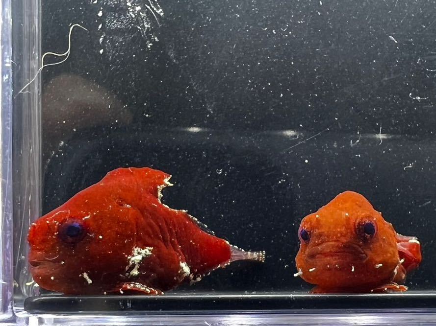 ダンゴウオ - 海水魚可愛い♪ダンゴオコゼ＆トラペツィアクラブペア 