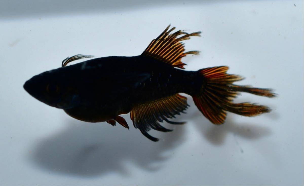 ★現物★阿形めだか　メダカ1ペア＋α 