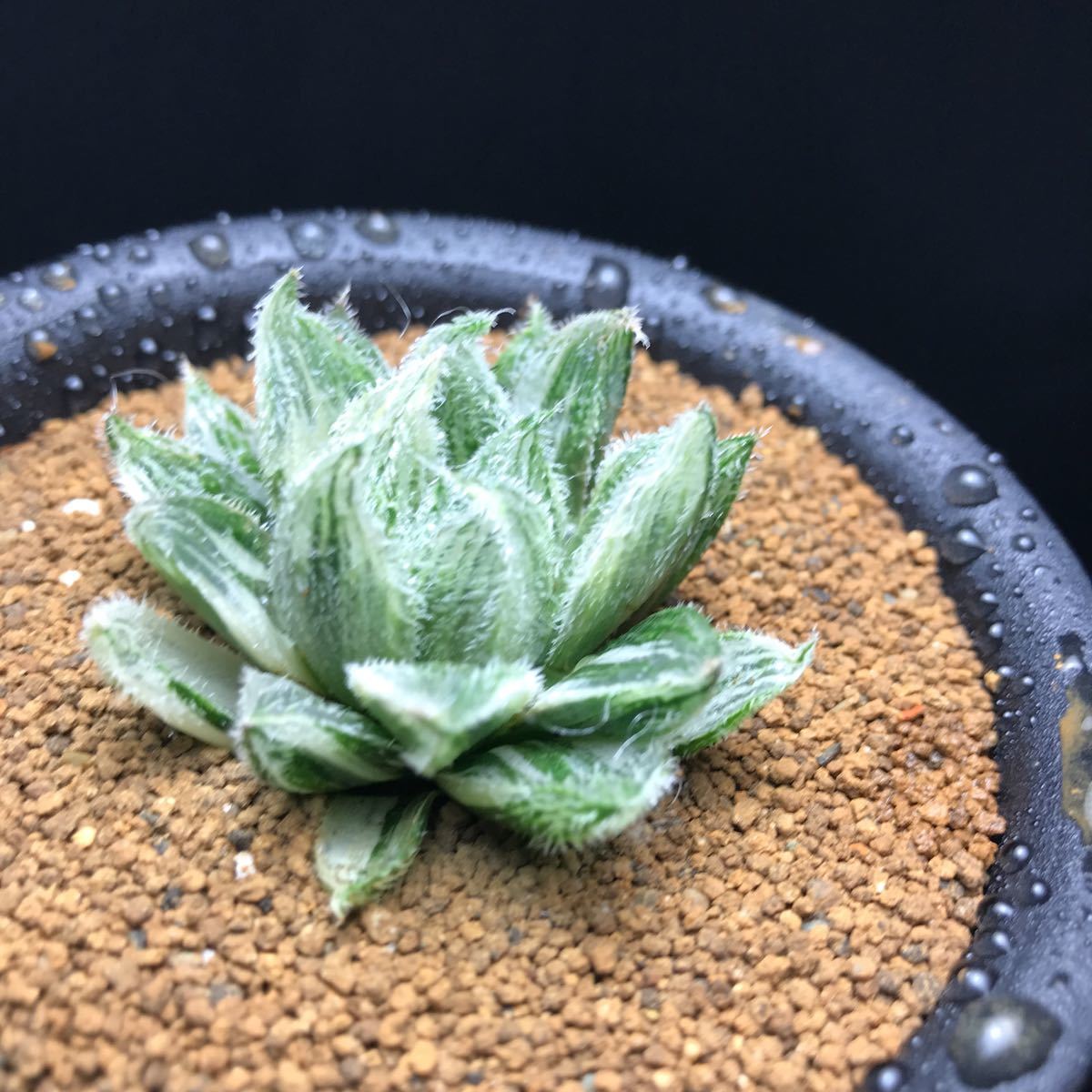 ハオルチア 白雪絵巻錦 多肉植物 ≧∇≦）多肉植物 Yahoo!オークション