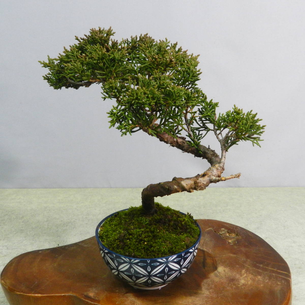 真柏 小品盆栽 盆栽 糸魚川真柏 盆栽]真柏⁄模様木⁄小品