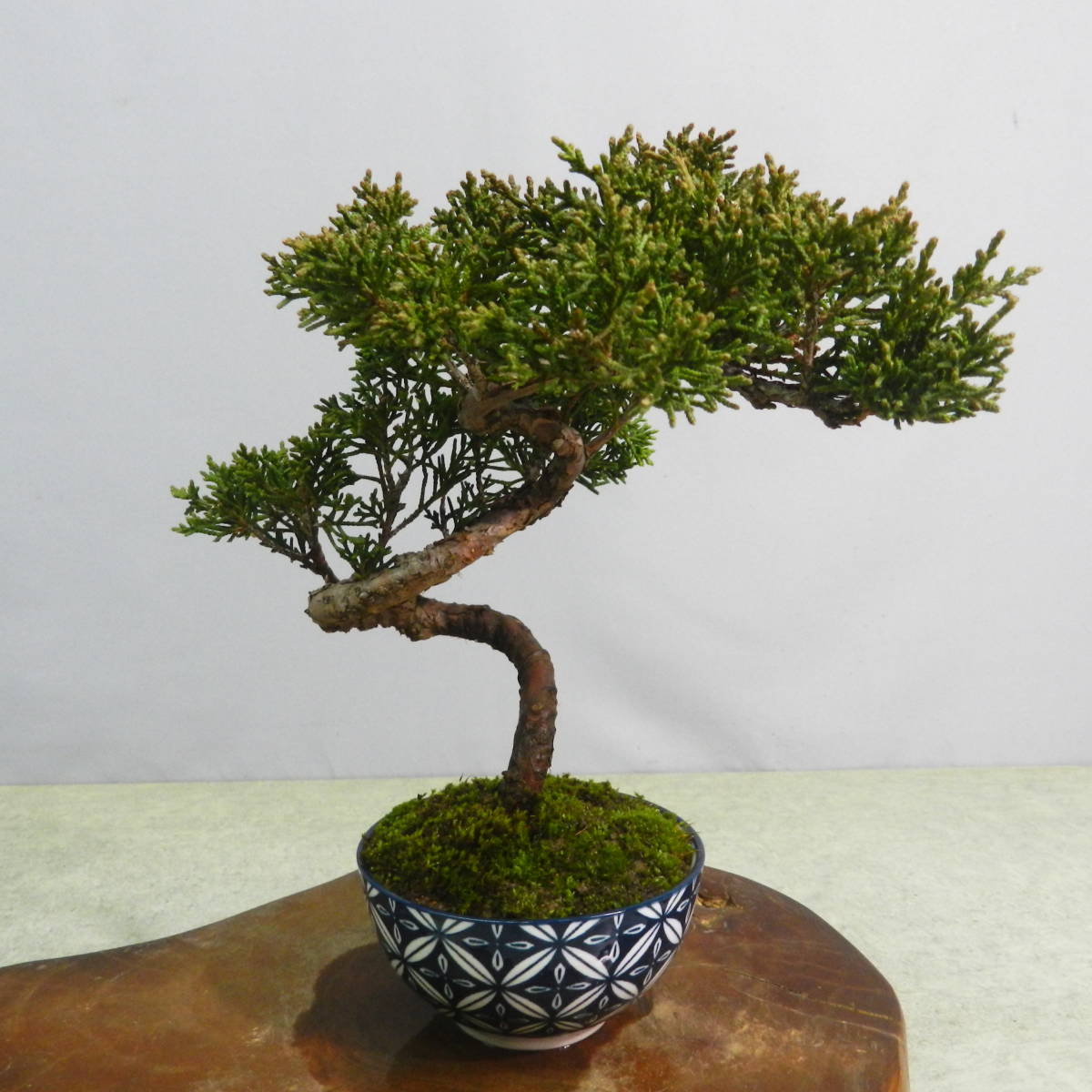 真柏 小品盆栽 盆栽 糸魚川真柏 盆栽]真柏⁄模様木⁄小品