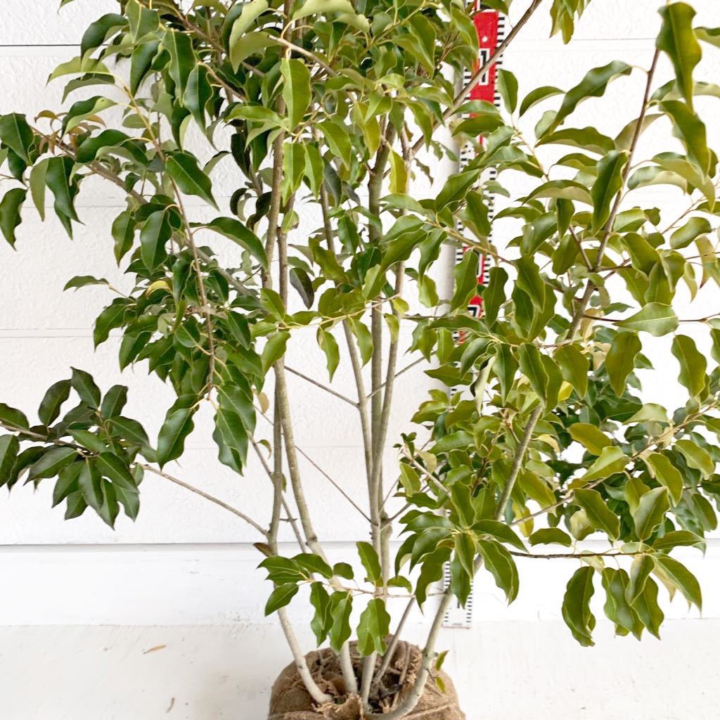 ソヨゴ 株立ち 約190cm 【そよご/シンボルツリー/常緑樹