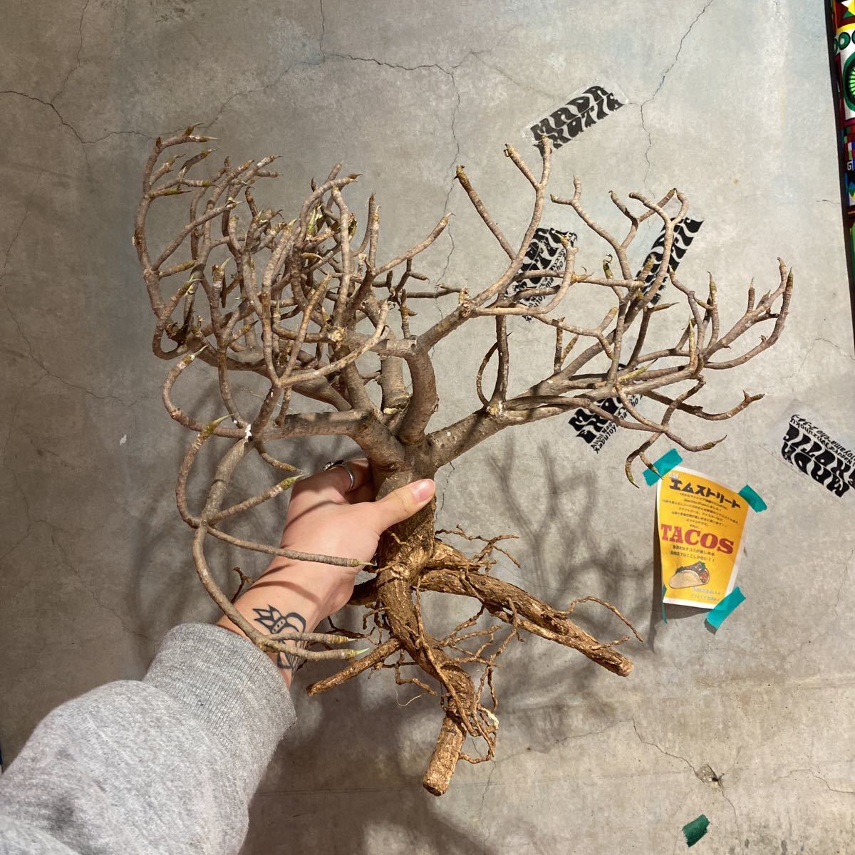 加藤裕章y鉢付きユーフォルビアバルサミフェラ 良型 現地球 発根済