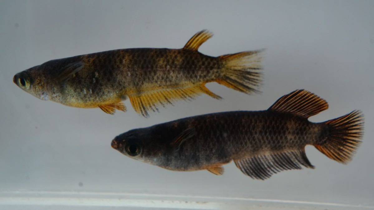 稚魚10匹＋α 北辻メダカ』北辻の舞 黑天幻龍美虎(背中グアニン個体 