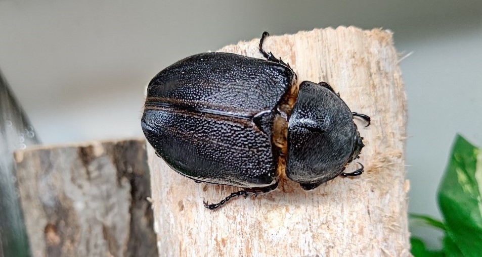 ネプチューンオオカブト　新成虫　♀６２㎜