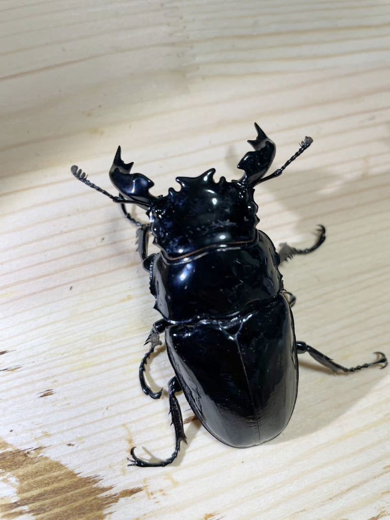 【大型血統】タランドゥスオオツヤクワガタ 新成虫　ペア