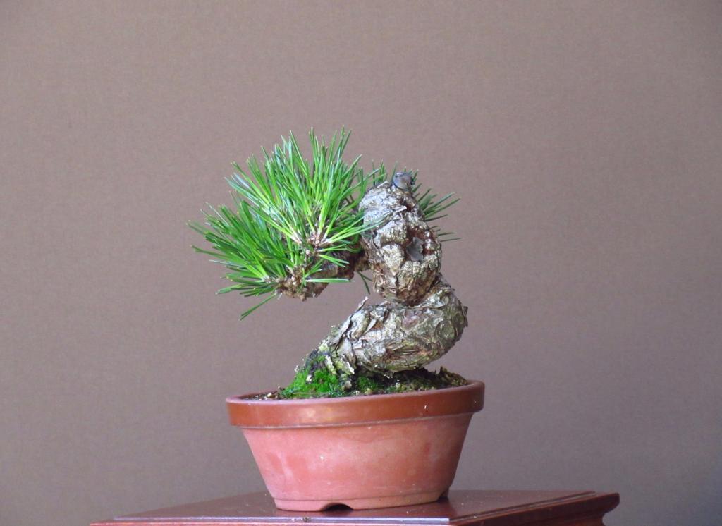 小品盆栽】黒松屈曲捻転・変わり木13cm(712)