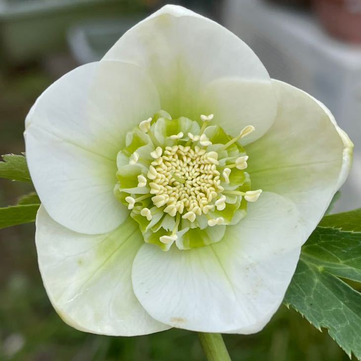 クリスマスローズ 吉田園芸ピエラセミダブル 未株分け 現在販売中の