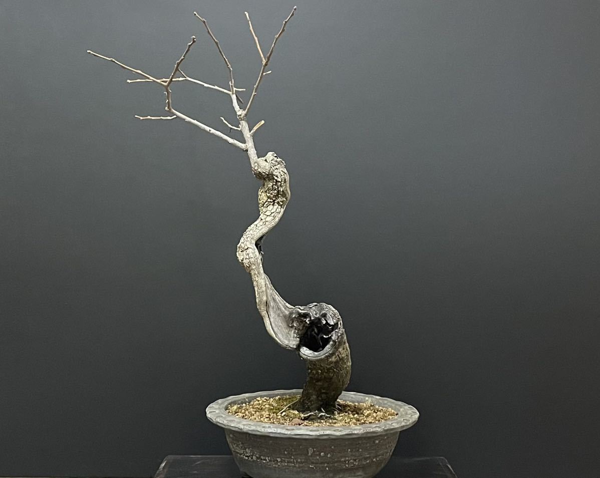山柿 激古 サバ幹 花、園芸 盆栽 【公式通販】