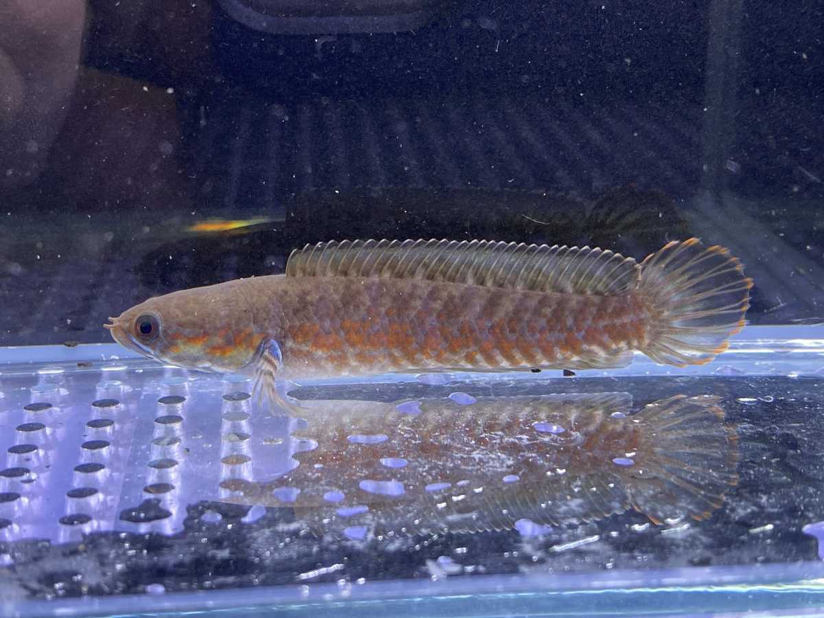 ファイヤーレインボースネークヘッド　アッサム　約7cm　翌日到着エリア限定！遠方の方はご相談ください