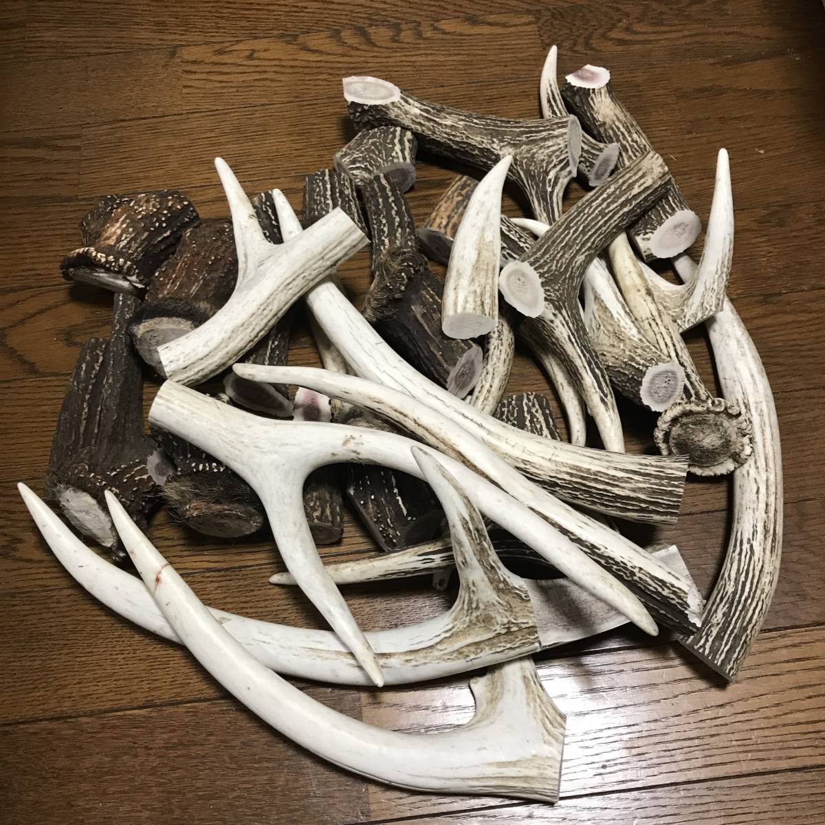 鹿の角 .: エゾシカ 角 訳あり鹿の角 端材B エゾシカの角